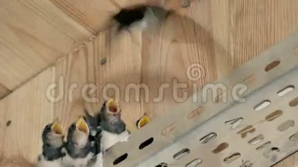 燕子飞过来喂小鸡视频的预览图