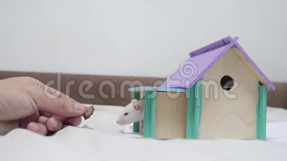 一个人用手喂老鼠从木屋顶上来找食物嗅着鼻子一个洞可爱的视频出来视频的预览图