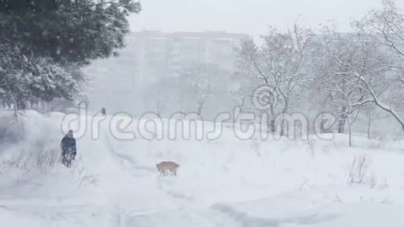 森林覆盖着雪的道路上这位女士正在和一只狗散步视频的预览图