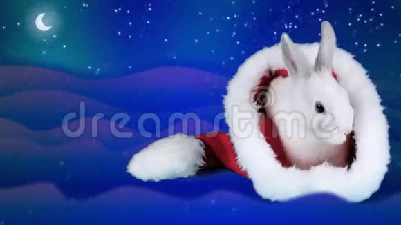 戴着圣诞帽的可爱兔子坐着放松视频的预览图