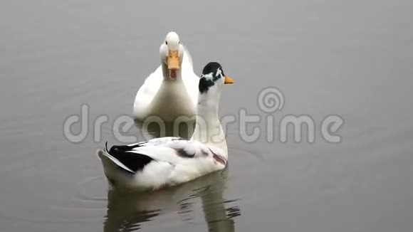 两只鸭子视频的预览图