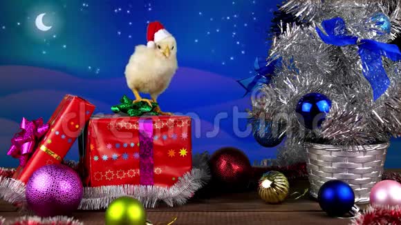 黄色小公鸡站在圣诞装饰的礼盒上视频的预览图