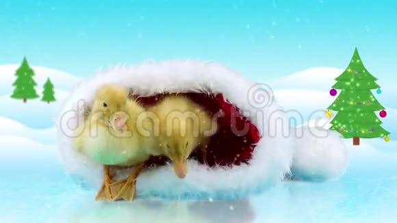 两只刚出生的黄鸭子坐在圣诞老人的帽子里视频的预览图