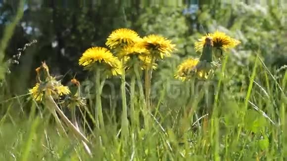 盛开的黄花蒲公英在草地上盛开视频的预览图