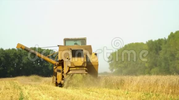 联合收割在黄麦地的庄稼季节性收割时的汽车作业农业联合收割机视频的预览图