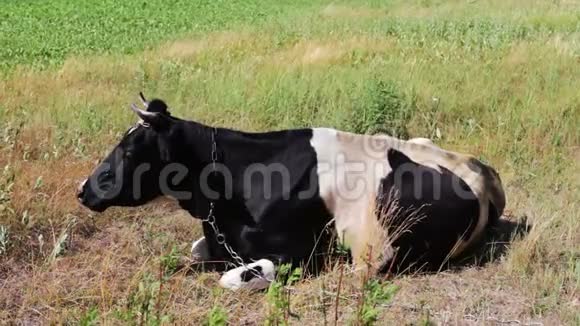 黑白相间的大牛在美丽的草地上放牧视频的预览图