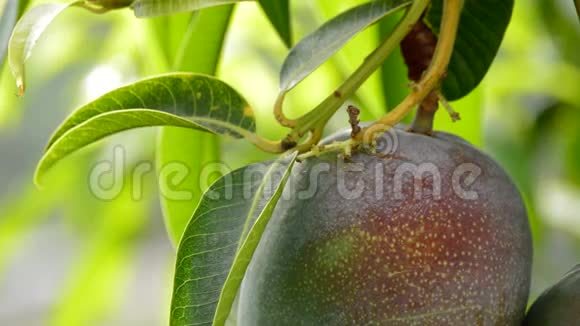 成熟的芒果热带水果挂在树枝上视频的预览图
