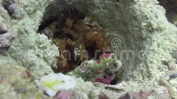虎皮螳螂猕猴和海葵对虾生活在印度洋的洞中视频的预览图