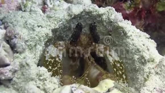 虎皮螳螂猕猴和海葵对虾生活在印度洋的洞中视频的预览图