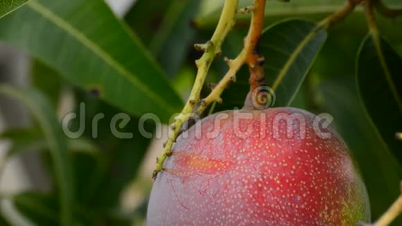 成熟的芒果热带果实挂在树枝上视频的预览图