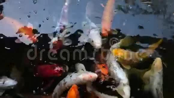 五颜六色的鲤鱼锦鲤鱼在湖里游泳视频的预览图
