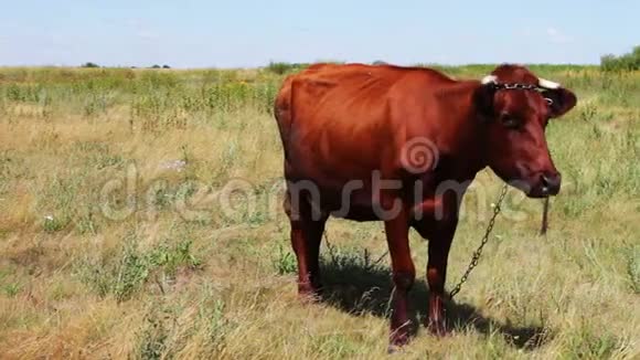 夏天在草地上放牧的一头大角红牛视频的预览图