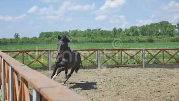 夏天的时候马在竞技场上奔跑视频的预览图