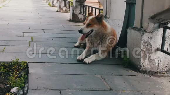 无家可归的白发苍苍的狗躺在格鲁吉亚城市锡格纳吉的街道上伸出舌头呼吸视频的预览图