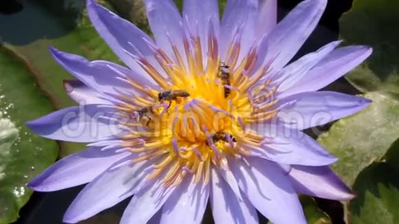 紫色莲花上的蜜蜂视频的预览图
