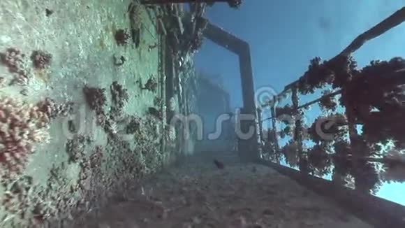 埃及红海里的萨勒姆快速沉船甲板视频的预览图