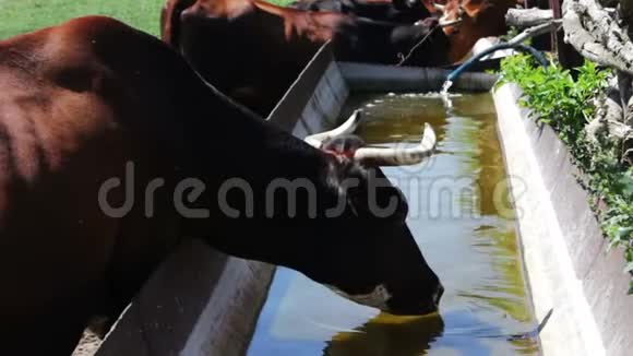 红牛在夏天用钢笔从水槽里喝水喂牛视频的预览图