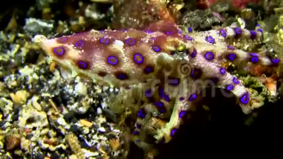 在伦贝海峡的夜晚更大的蓝环章鱼在沙滩上视频的预览图