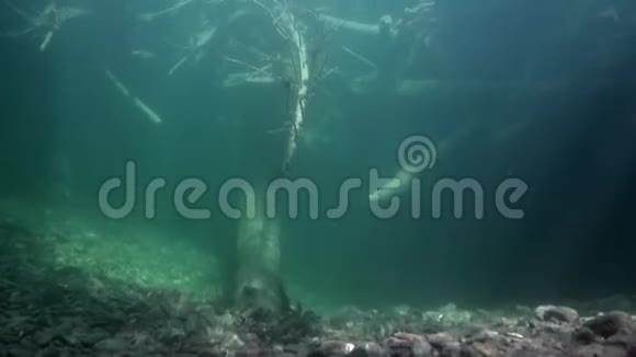俄罗斯西伯利亚莱纳河水体阳光下的水下景观视频的预览图