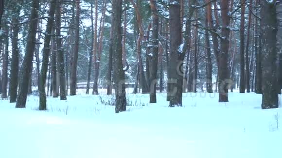 冬天的雪林和白色的雪堆视频的预览图