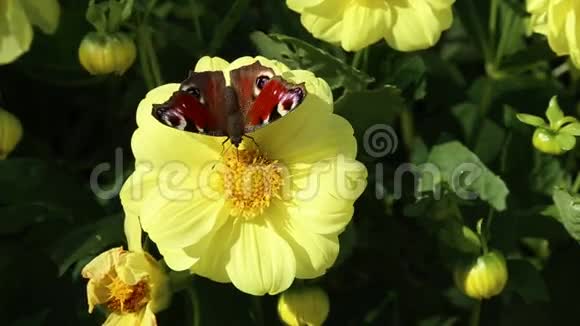 大丽花上一朵黄色的小花上一只欧洲孔雀的亮蝶视频的预览图