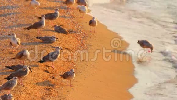 海滩上的海鸥被远程射击视频的预览图