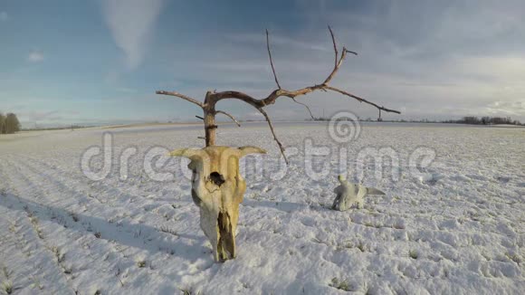 牛的头骨在雪地上有枯树和云时间流逝4K视频的预览图