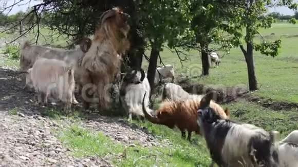格鲁吉亚第比利斯附近山羊在树上滑稽地吃树叶后腿站立视频的预览图