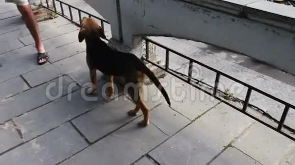 无家可归的饥饿的狗在佐治亚州的锡尼亚吉市的街道上游荡街上的狗没有主人视频的预览图