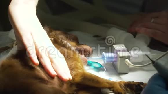 手术室里的狗准备手术视频的预览图