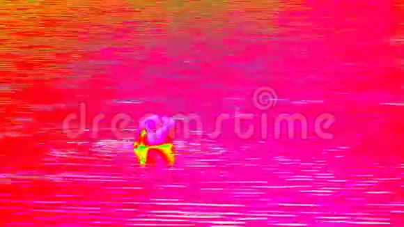 用喂食天鹅对水位进行紫外线扫描成年天鹅在光滑的水位上游泳热视图视频的预览图