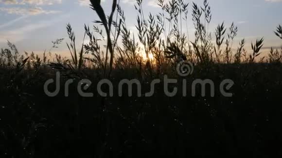 日落时雨后的植物阳光反射在水滴里移动摄像头你的大背景视频的预览图
