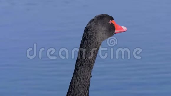 美丽的黑天鹅正在池塘里游泳视频的预览图