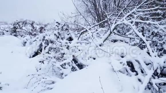 冬天的风景雪中的树木被砍掉视频的预览图