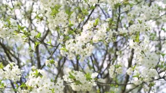 春天樱花树开了花4k视频的预览图