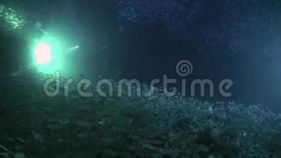 水下海底鱼群视频的预览图