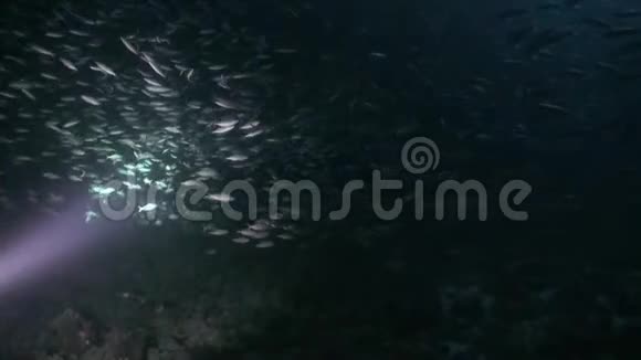 水下海底鱼群视频的预览图