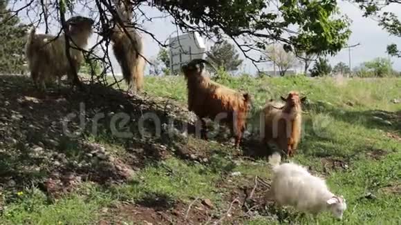 格鲁吉亚第比利斯附近山羊在树上滑稽地吃树叶后腿站立视频的预览图