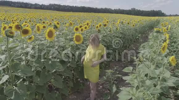 一位年轻孕妇带着盛开的向日葵穿过田野的鸟瞰图视频的预览图