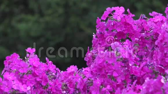 夏天在雨中合上紫色的花夹竹丛4K视频的预览图
