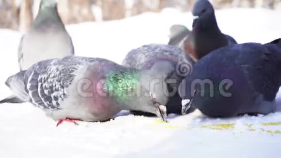 鸽子在雪地里吃谷物在阳光明媚的霜天灰鸽子在雪中成群地啄食视频的预览图