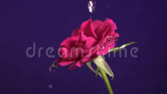 情人节玫瑰和水花慢动作视频的预览图