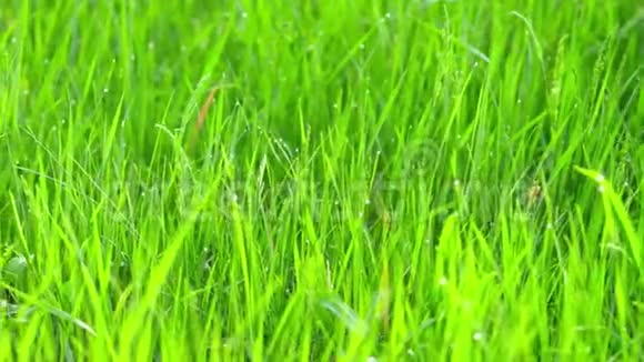 露水滴在绿草上用滑块射击视频的预览图