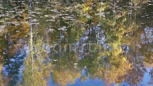 秋天的树倒在水里视频的预览图