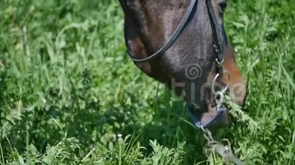 黑马吃草慢动作视频的预览图