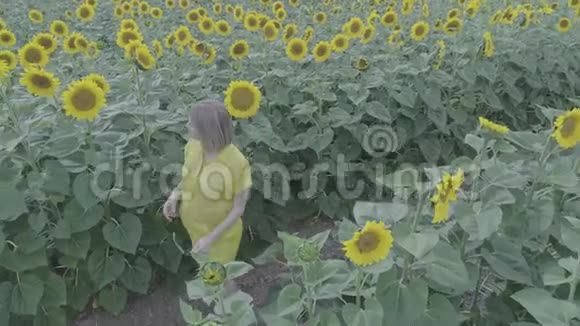 一位年轻孕妇带着盛开的向日葵穿过田野的鸟瞰图视频的预览图