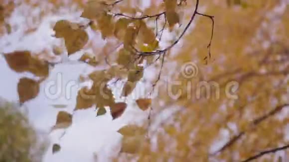灌木丛中的叶子随风移动视频的预览图