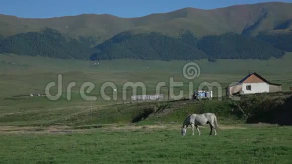 马在美丽的山地草原上吃草XLS视频的预览图