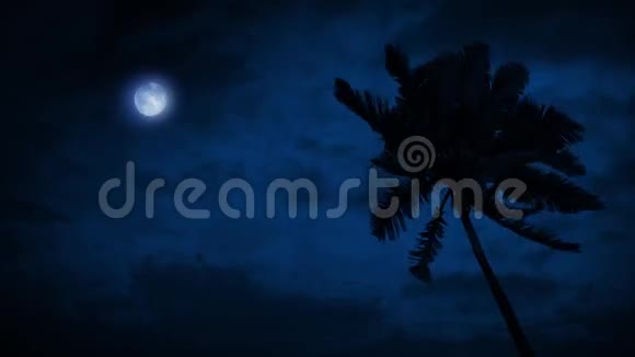 棕榈树在微风中月亮在上面视频的预览图