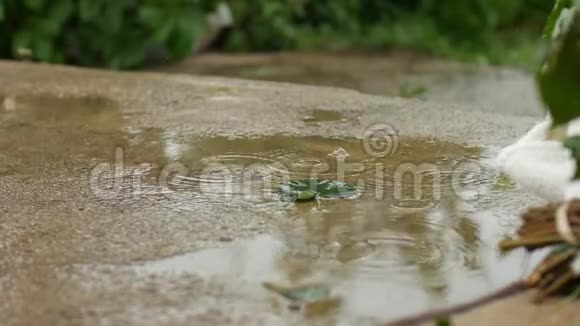 在温暖的夏雨下一片绿叶在一池水中慢动作视频的预览图